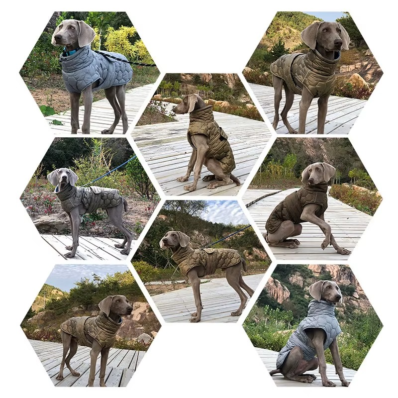 Reflektierende Winterjacke für Hunde – Komfort, Wärme und Sicherheit!
